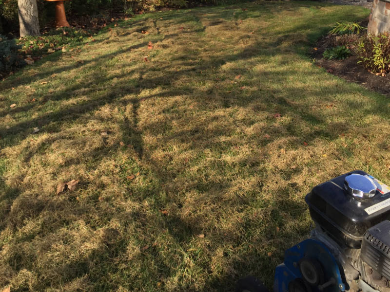 backyard lawn dethatching